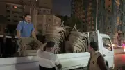 حملات مكثفة لغلق وتشميع المقاهي المخالفة في الجيزة