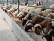 أسعار الأضاحي اليوم قبل العيد وأفضل وقت للشراء