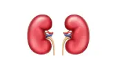 أعراض كسل الكلى وأسبابه وطرق العلاج: دليل شامل للوقاية