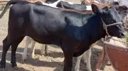 ارتفاع العجول البقري وانخفاض الجاموسي في أسواق الأضاحي اليوم