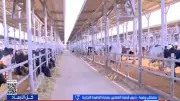 رئيس القصابين: استقرار أسعار العجول قبل عيد الأضحى مع وفرة المعروض