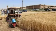 الجريدة الرسمية تنشر قرار وزارة التموين برفع سعر توريد القمح المحلي