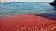 ظاهرة طبيعية ساحرة.. مياه البحر الأحمر تتلون بالأحمر مع تكاثر الشعاب المرجانية
