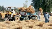موسم قمح استثنائي في مصر.. أمن غذائي ودعم الفلاح في ظل متغيرات عالمية