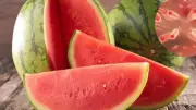 هل تناول البطيخ يسبب التسمم الغذائي؟ حقائق وتحذيرات