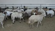 محافظ بورسعيد يعلن جاهزية مجازر القابوطي لاستقبال أضاحي العيد