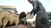 محظورات شراء الأضاحي لضمان أعلى جودة من جهاز حماية المستهلك
