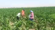 تغيرات المناخ تربك الزراعة في مصر وخبراء يحذرون من اختفاء الربيع