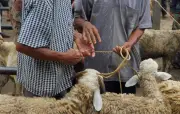 بأسعار مخفضة.. طرح الأضاحي بوزارة الزراعة | اعرف الكيلو بكام؟