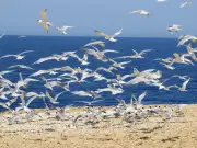 العالم يحتفل باليوم العالمي للطيور المهاجرة بجهود مصرية في الرصد البيئي
