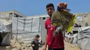 رعب في غزة من فيروس هانتا بعد انتشار الفئران بشكل لافت