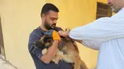 الطب البيطري بالإسماعيلية يواصل حملات تحصين الكلاب الضالة ضد السعار