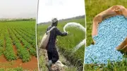 وزارة الزراعة تبدأ صرف أسمدة الموسم الصيفي إلكترونياً عبر كارت الفلاح