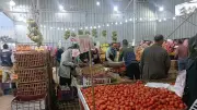 نقيب الفلاحين: انخفاض كبير في سعر الطماطم بدءًا من يونيو المقبل