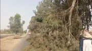 سقوط شجرة على طريق الإسماعيلية الزقازيق ورئيسة التل الكبير تتدخل