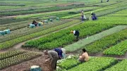 أجواء الفصول الأربعة في يوم واحد.. تحذير عاجل للمزارعين من تقلبات الطقس