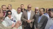بدء موسم حصاد القمح في الإسكندرية بزيادة المساحات وإنتاج مبشر
