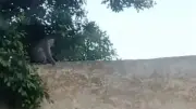 مطاردة مثيرة لـ