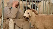 حكم الاقتراض للأضحية: دار الإفتاء توضح الشروط والضوابط