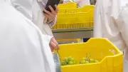 الأرجنتين تفتح أبوابها للعنب المصري قريبًا بعد نجاح مهمة الحجر الزراعي