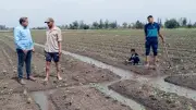 وكيل زراعة كفر الشيخ يتفقد المحاصيل الصيفية ويوجه بتطهير الترع