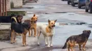 محمد غنيم يثير الجدل حول إطعام كلاب الشوارع ويؤكد خطورته الصحية