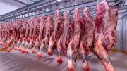 التموين تضخ كميات ضخمة من اللحوم والدواجن والسلع الأساسية لعيد الأضحى