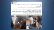 الداخلية تكشف تفاصيل مشاجرة بسبب الدروس الخصوصية في الغربية