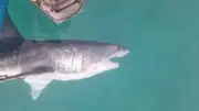 المعهد القومي لعلوم البحار ينتقد التعامل غير العلمي مع قرش الماكو بالبحر الأحمر