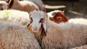 عقوبة نحر أضاحي العيد خارج المجازر الرسمية: الحبس والغرامة
