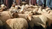 هل يجوز شراء الأضحية بالتقسيط؟ أمين الفتوى يوضح الحكم الشرعي