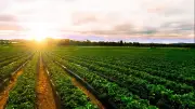إعادة رسم الخريطة الزراعية في مصر لتحقيق أعلى إنتاجية وتوفير ملايين الوظائف