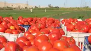 مصدر بـ«الزراعة»: التصدير ليس سبب ارتفاع الطماطم.. وهذا موعد الانخفاض