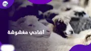 احذر قبل الشراء.. حيل تجار المواشي لزيادة وزن الأضحية