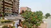 إحالة مسؤولين بالأسوان للتحقيق واستعدادات لعيد الأضحى