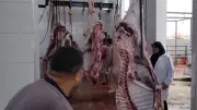 محافظ الغربية: فتح المجازر الحكومية مجانا طوال أيام عيد الأضحى وحظر الذبح خارجها