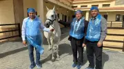 رئيس الحجر البيطري الأردني يشيد بإجراءات تصدير الخيول المصرية