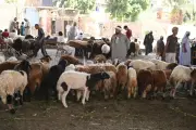 حكم إخراج الصدقات بصورة أضحية مع اقتراب العيد