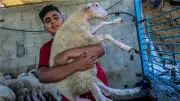 حرمان مليوني فلسطيني في غزة من الأضحية للعام الثالث بسبب الحرب