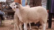 تحذير عاجل من تخزين لحوم العيد بهذه الطريقة.. يسبب فسادها سريعا