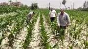 الفيوم تنظم ندوة إرشادية عن طرق الري ومكافحة الآفات للمحاصيل