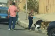 ضبط سيدة تطعم كلاب ضالة بالطريق العام في القاهرة