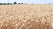 العراق يسابق الزمن في حصاد القمح.. إنتاج يتجاوز مليون طن