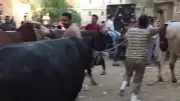 عادات الجزارين في الفيوم قبل عيد الأضحى: جولات بالعجول وأسعار متفاوتة