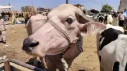 رحلة لحوم الأضاحي من الشراء حتى التخزين الآمن.. تفاصيل ونصائح صحية