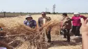 سيدات قرية الطيبة بالمنيا يخضن أول تجربة لزراعة وحصاد القمح بلا رجال