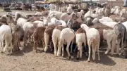 محافظة الجيزة تُلزم شوادر الماشية بالضوابط لضبط الشوارع قبل عيد الأضحى
