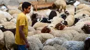سعر الخروف اليوم في الأسواق.. اعرف الأضحية بتبدأ من كام