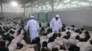 بدء أعمال البعثة البيطرية المصرية للإشراف على الهدي والأضاحي بالسعودية