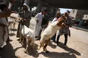 نصائح وخطوات مهمة لتجهيز الأضحية قبل العيد
